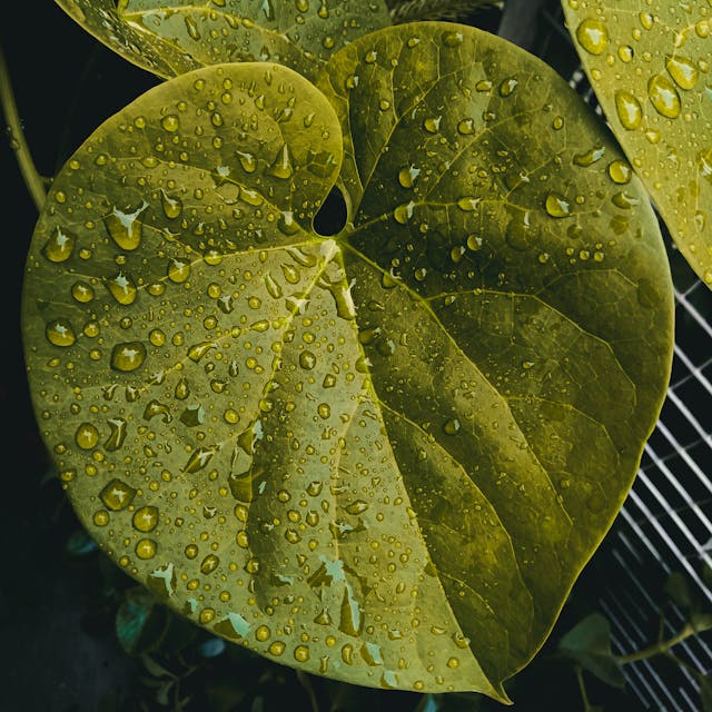 jungle-img-0001