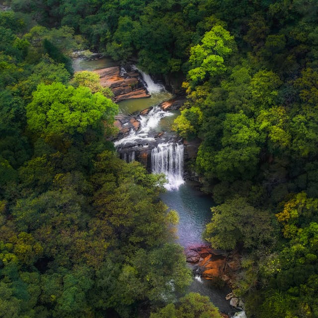 jungle-img-0003